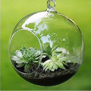 Terrarium Ball Globe Shape Vase