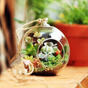 Terrarium Ball Globe Shape Vase