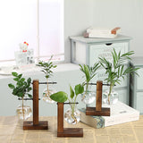 Hydroponic Plant Vases