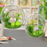 Ball Shape Hanging Glass Vase